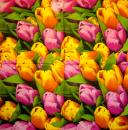118 Tulpen - 3-lagig - Ambiente